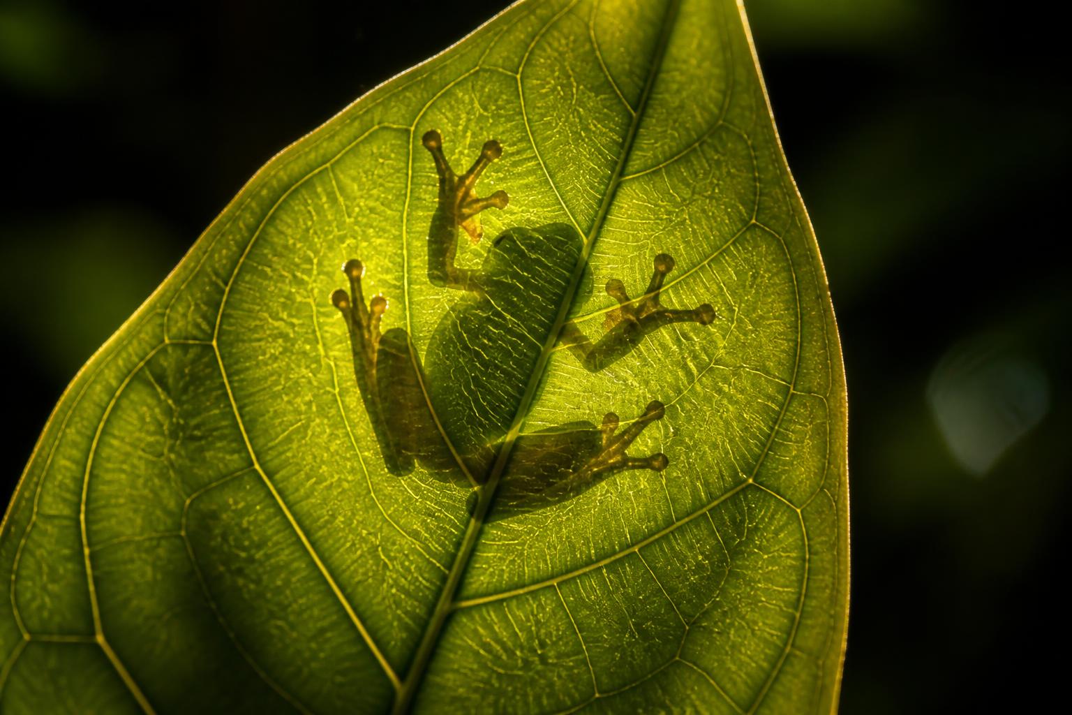 A green tree frog silhouetted through a glowing backlit leaf